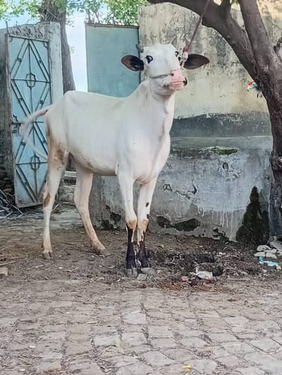 qurbani ka liya cnfrm  2 dant