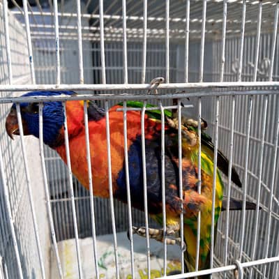 red coler lory