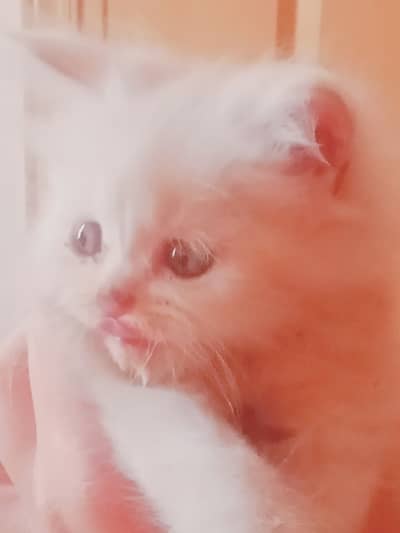 Fawn male and female kittens