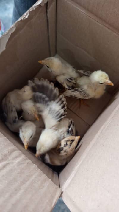 Aseel female with 8 baby chicken