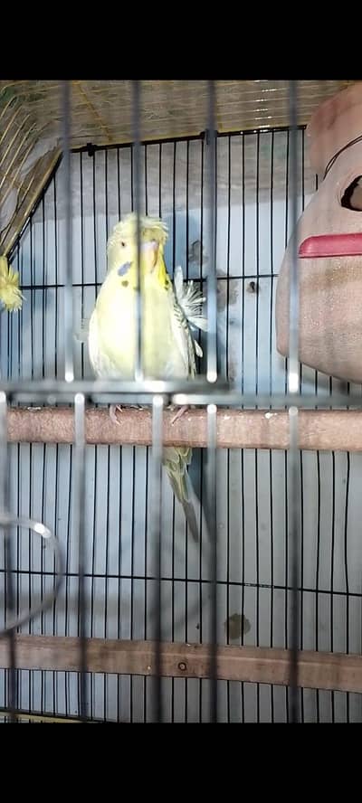 exi hogo male double flower and hogo female double flower