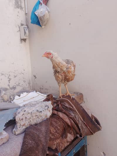 aseel murgi korak hoi h