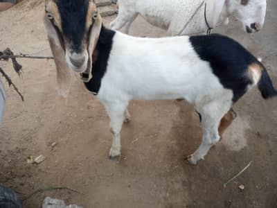 Bakra