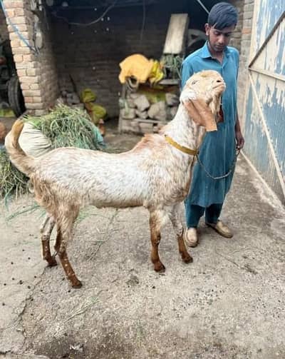 desi betal Bakra qurbani ke liye for urgent sale