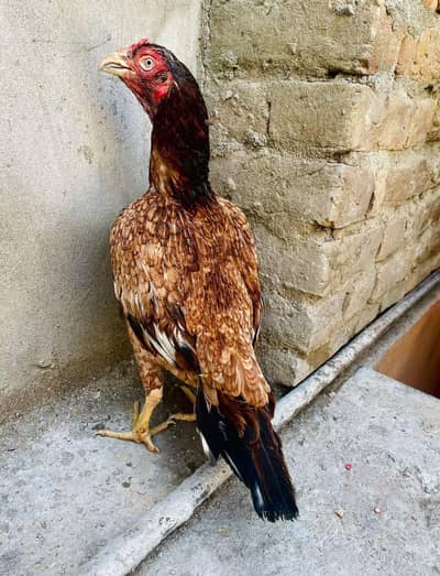 Amroha Madi Normal size