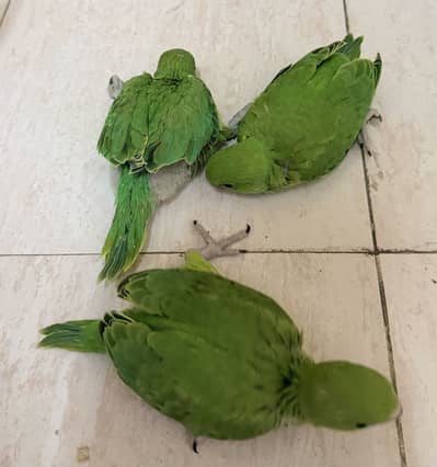 chicks and pair and boxes feeder bottle box and water feeders