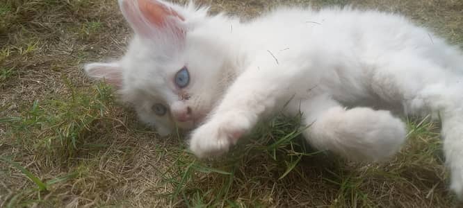 Persian male cat for sale