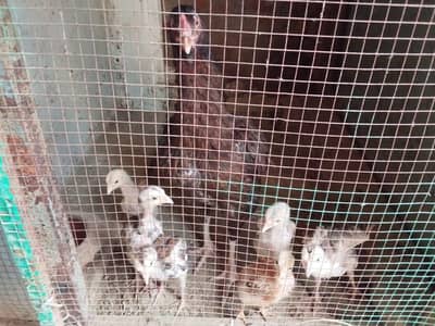 All birds laying agg