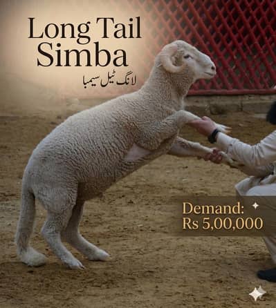 Premium Feed Par Palay Huey Bharey Huey Healthy Sheep – Qurbani Ready