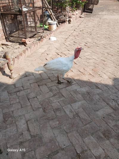 white Male turky for sale.  price 10000. watsapp nmbr 03002000396