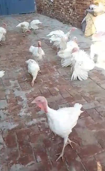 Pure white turkey pathay