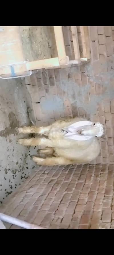 piuer dasi khasi bakra our dasi shutra