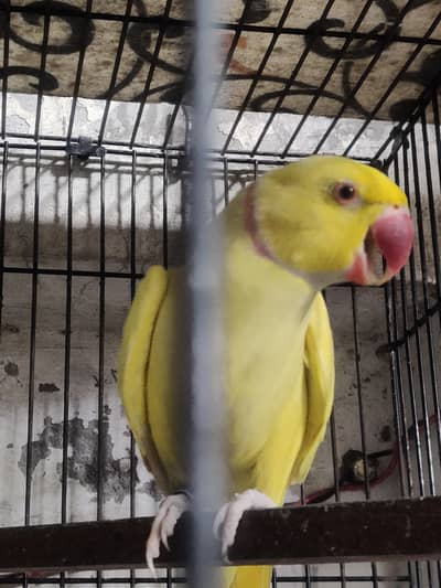 yellow Ringneck