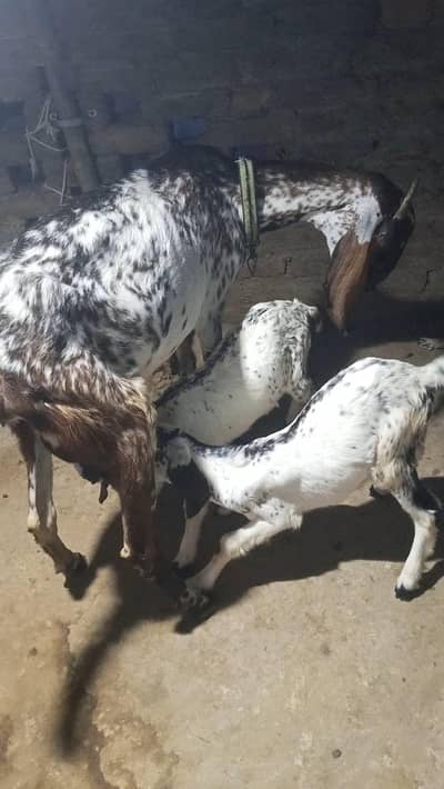 makhi chini goat for sale