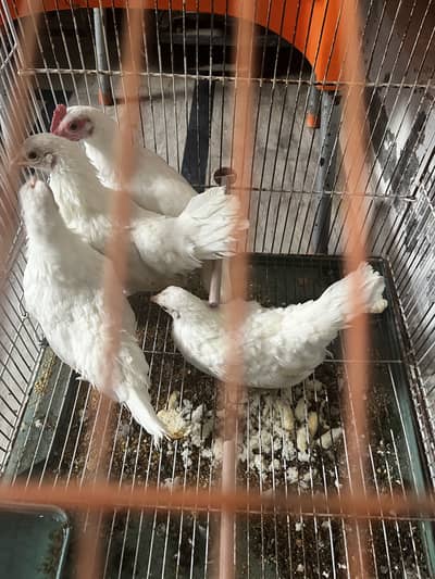 White English Game Bantam