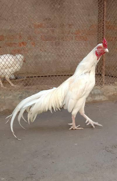 white aseel mianwali murga