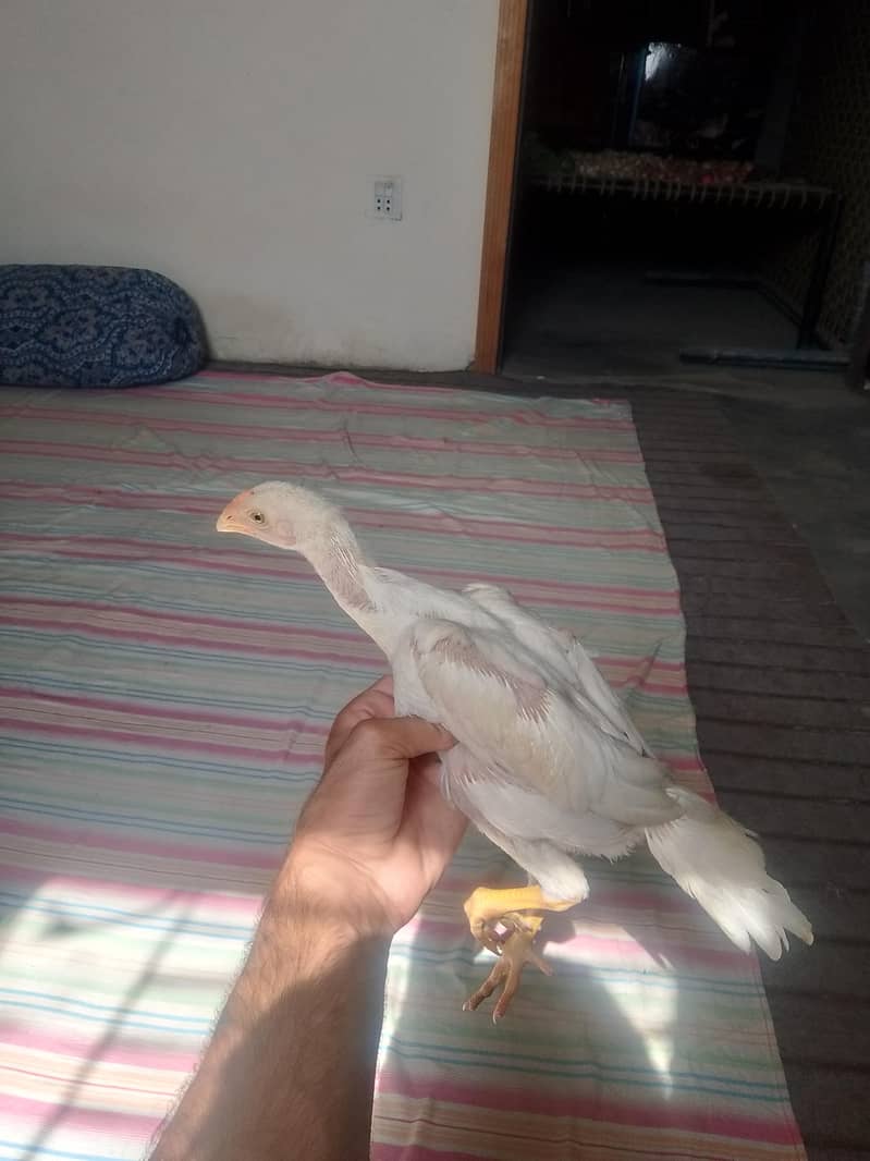 Aseel 1