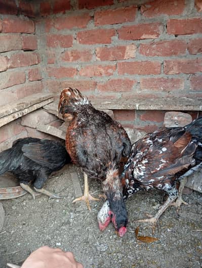 paso ki zurart ha is vaja sa sale Kar Raha ho sab parnada healthy ha