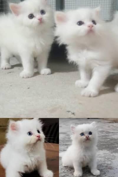 Persian Cats Kids