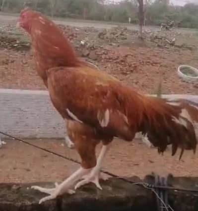 Aseel Mianwali Peela