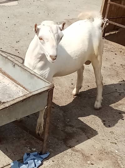 Beuty Teda age 6 months