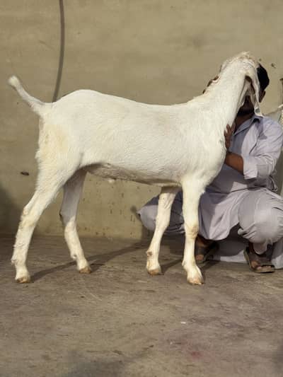 Alhamdulillah healthy aur strong bakra available hai
