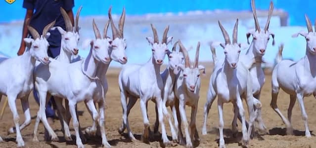 Hydrabadi tapray in white color gol matol 2026 qurbani