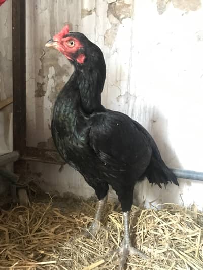 aseel murgi kuruk murgi (03136417097)