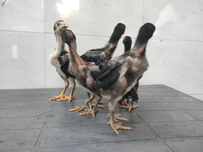 Pokaye Chicks, Love Birds Pair, Budgies Pair, Pineapple conour chick