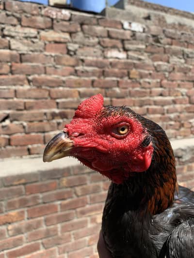 Vietnami plus pakoye