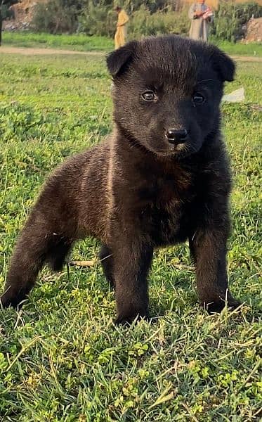 black shepherd Dubal cout female for sale active and healthy