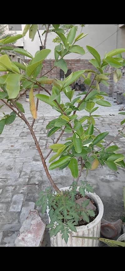pink Guava plant for sale.