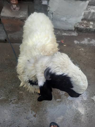 bakrifor sali for sale 03077004931