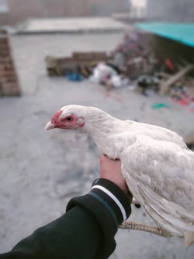 paper white hen high quality heera maadi 03482727920