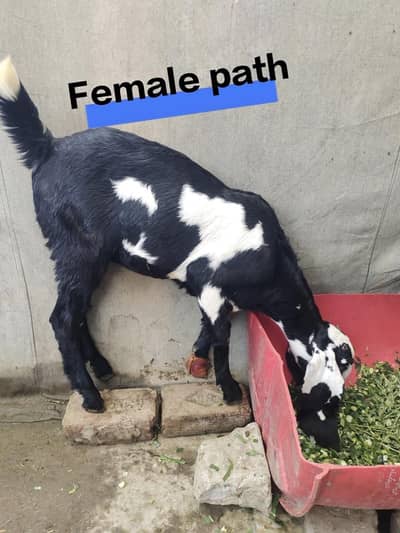 5 months male & female  Bakra bakri