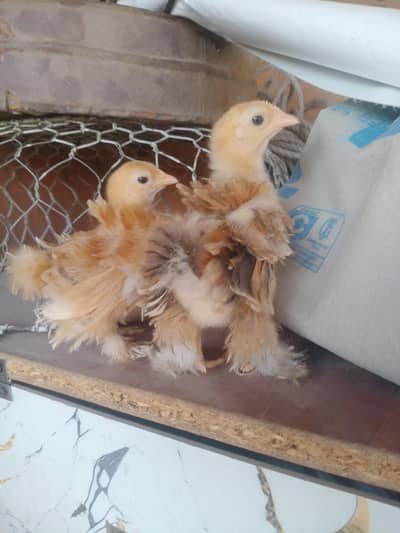 frizzle couchin bentumn