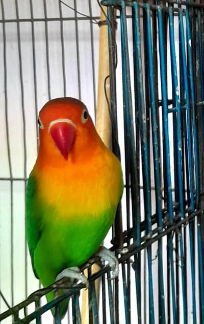 lovebirds active and healthy