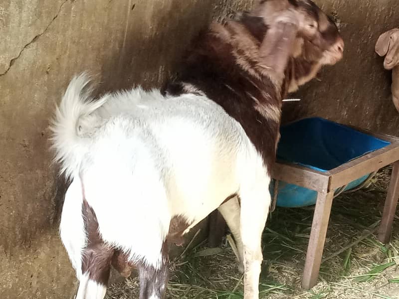 breedar bakra 4