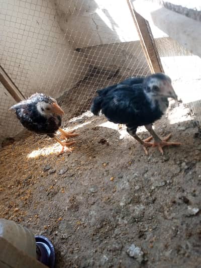 bohat munasib rate par mukhtalif breeds ke chicks pry hein