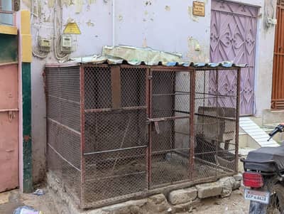 Bakra dumba and brids cage