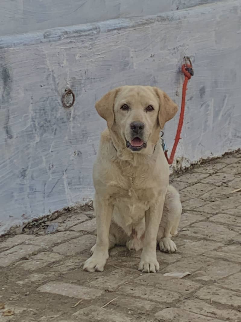 Labrador 0