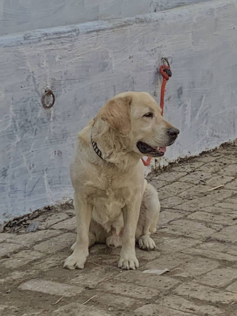 Labrador 1