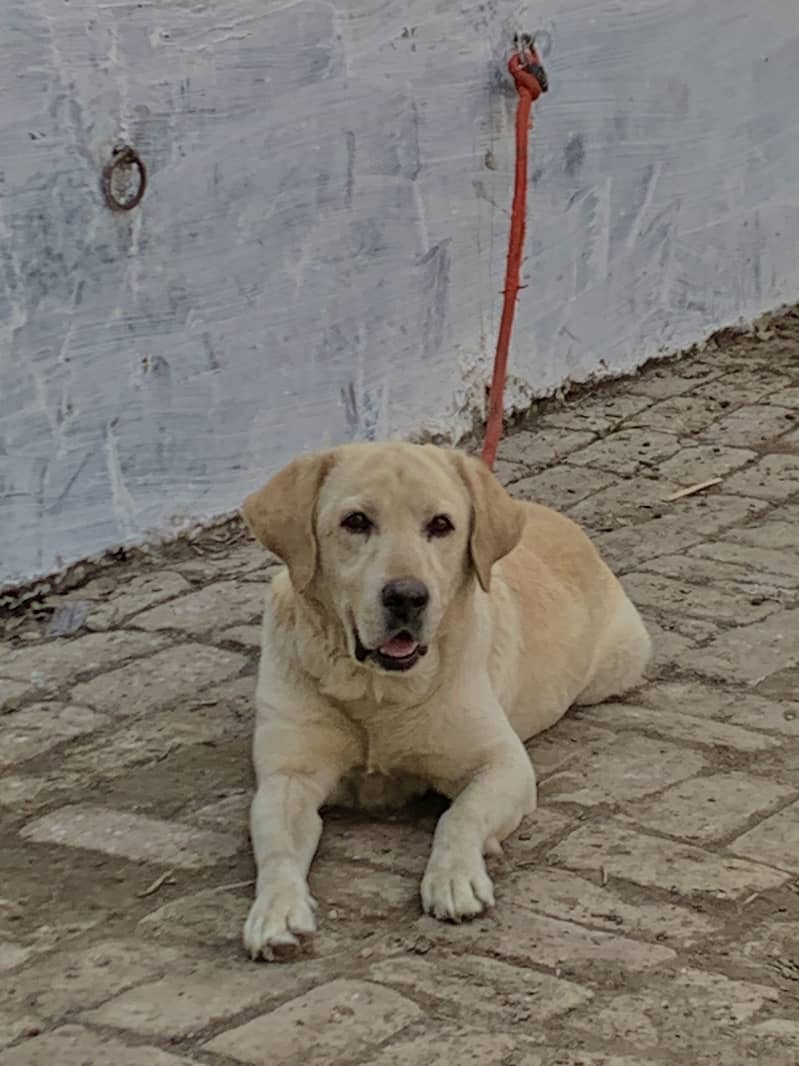 Labrador 3