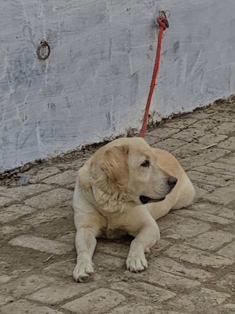 Labrador 4
