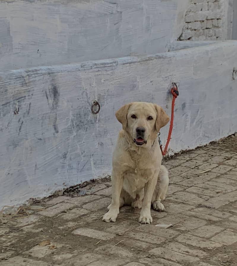 Labrador 5
