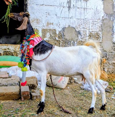 Bakri 2 dant . . . 4 mahiny ki gabban. . . Boer imported nasal. . for sale. .