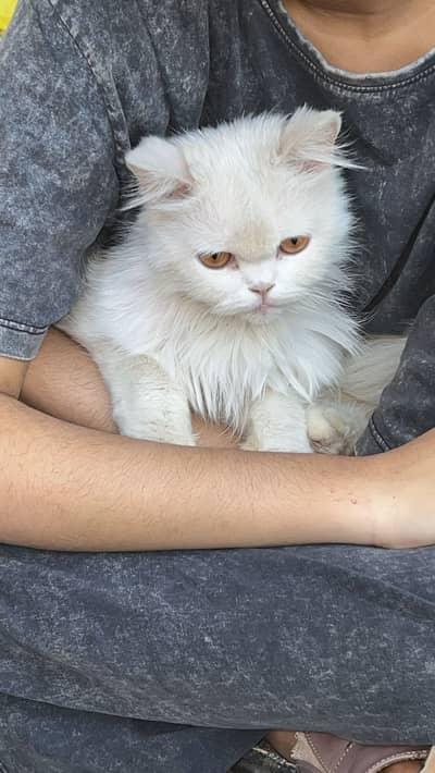 Stunning Pure White Semi-Punch Persian Female for Rehoming