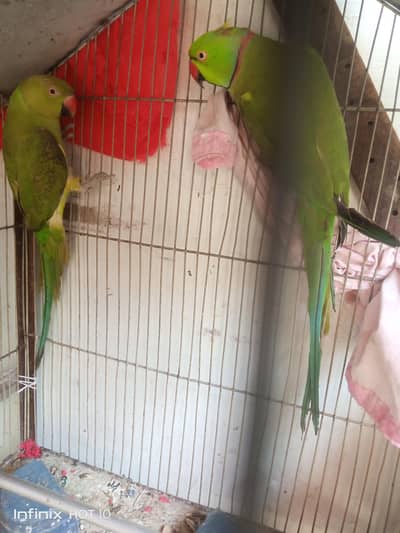 Ringneck pair for sale breeder pairs hai