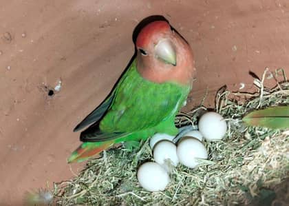 love birds for sell urgent