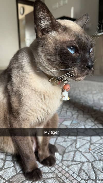 Handsome Siamese cat